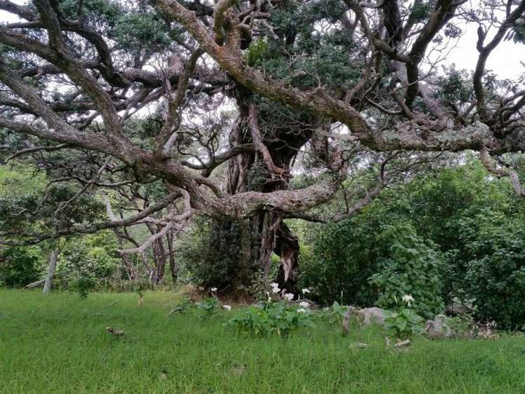 411 Schooner Bay Road Great Barrier Island (Aotea Island)_8