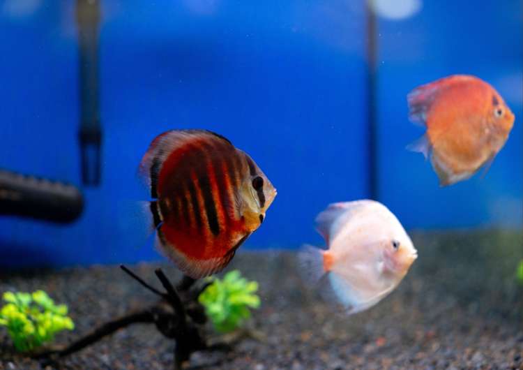 Address withheld Auckland_6