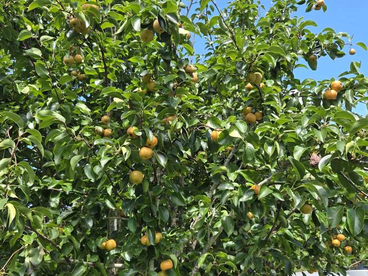 314F Waipapa Road Waipapa_35