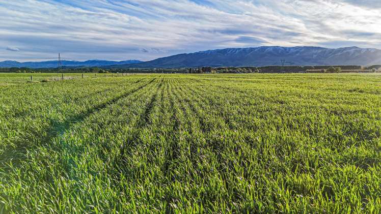 391 Hamilton Road Fairlie_7