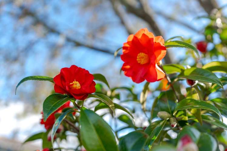 29 Cockburn Street Kuripuni_23