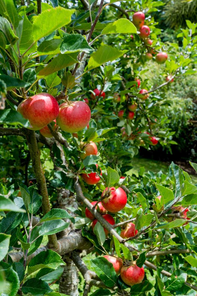 107 Doctors Point Road Waitati_37