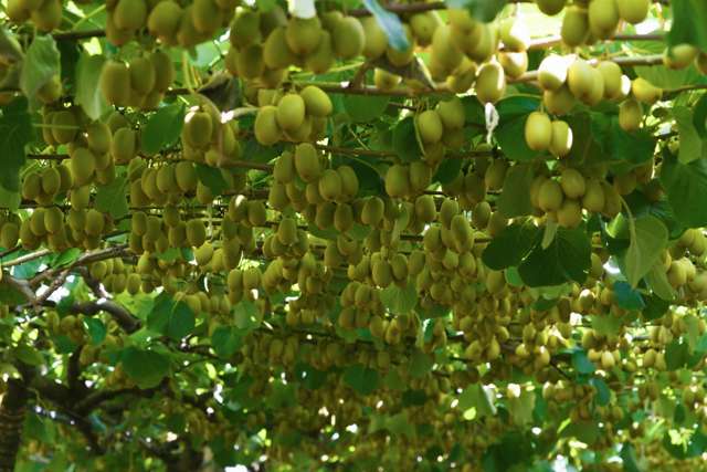 80 Roydon Downs Road Paengaroa_2