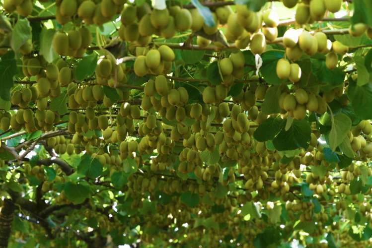 80 Roydon Downs Road Paengaroa_2