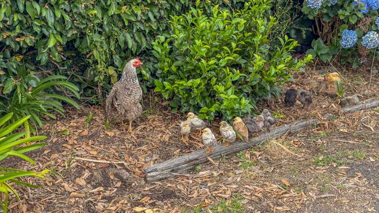 347 Taniwha Road Waerenga_15