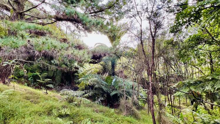 694 The 309 Road, Waiau Coromandel_11