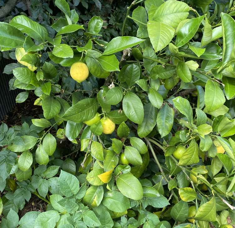 96 Middle Road Allenton_15