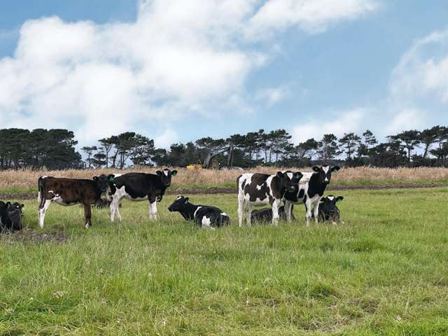 56 Greig Road West Plains_1