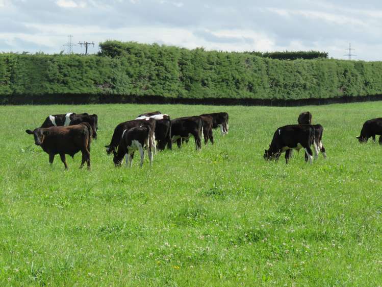 146 Elgin Road Elgin_13