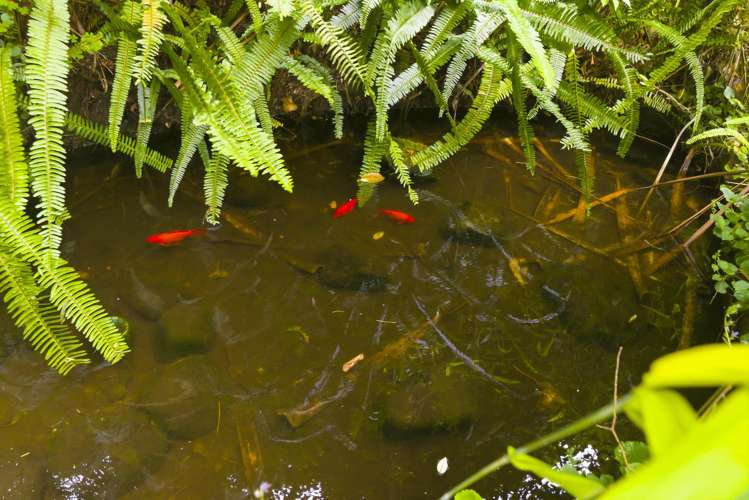 111 Winchester Street Levin_17