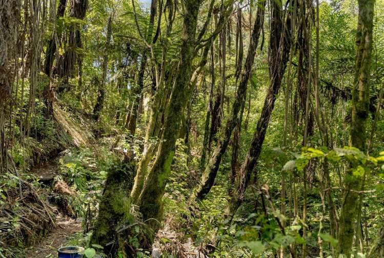 224b Rocky Cutting Road Kaimai_28