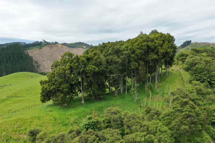 40 Cogswell Road Raglan_34