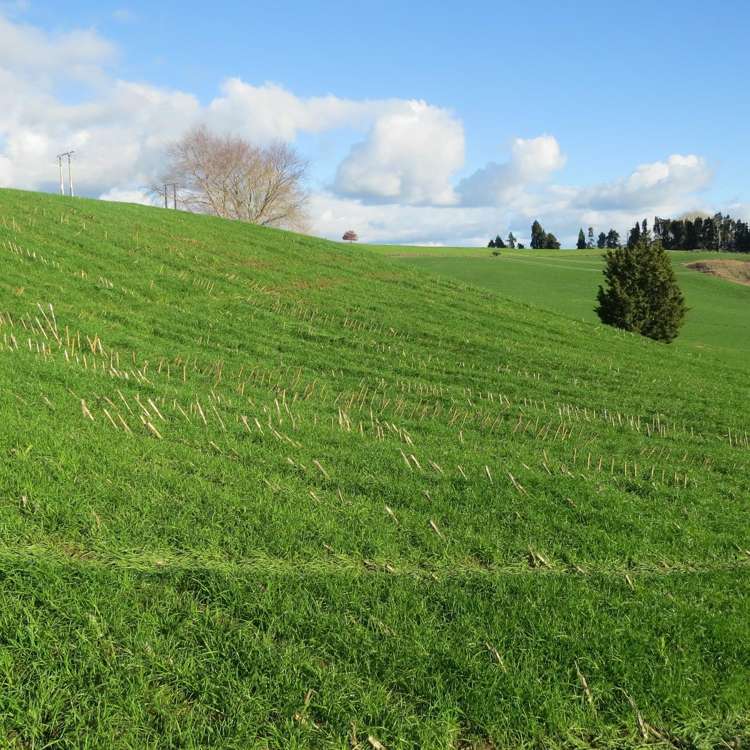 Waitomo Caves Road Waitomo_12