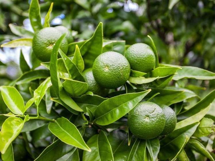 62 Grant Road Opotiki and Surrounds_11