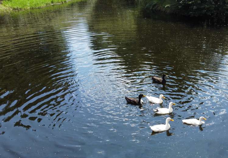 363 Roydon Downs Road Paengaroa_22