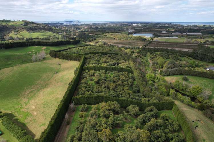 192 Woodland Road Katikati_11