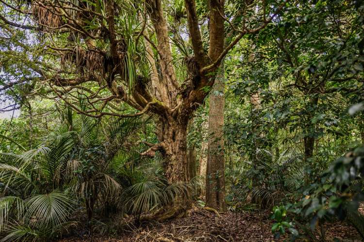 239 Horeke Road Okaihau_23