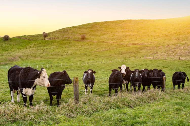 148 Flume Road Te Miro_16