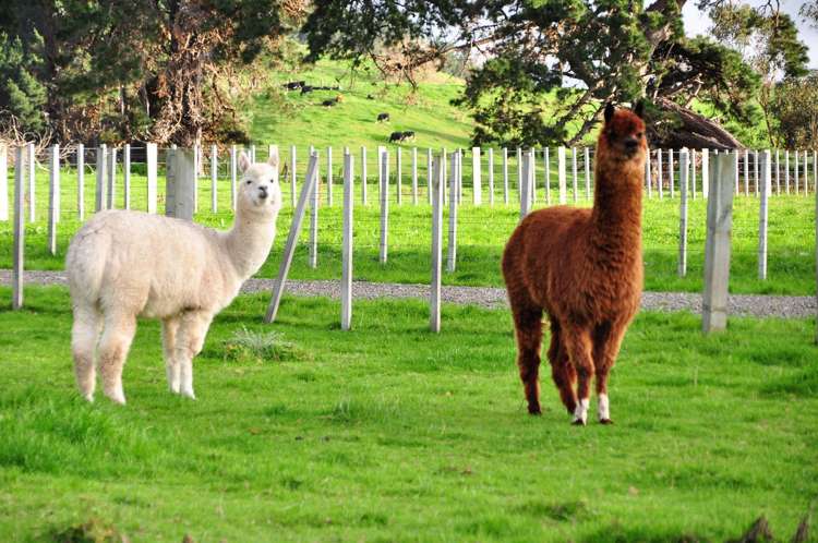 44 Forest Hill Road Aokautere_2