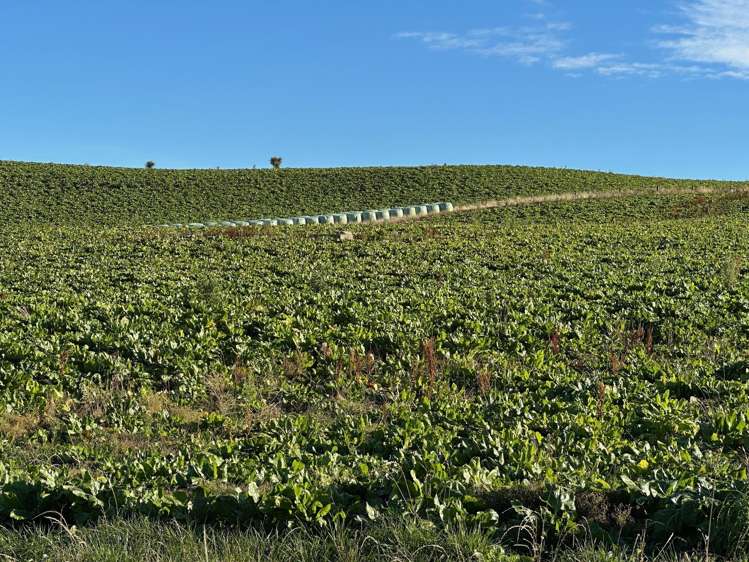 114 Bull Creek Road Glenledi_4