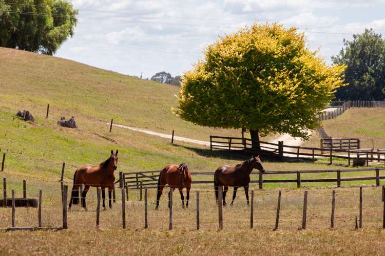 776 Kakahu Road Tapapa_11