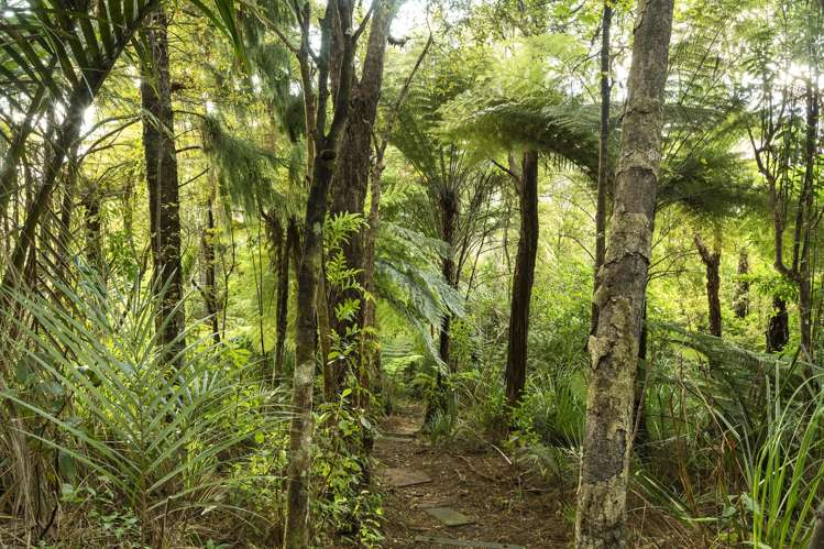 70 Mountain Road Henderson Valley_4