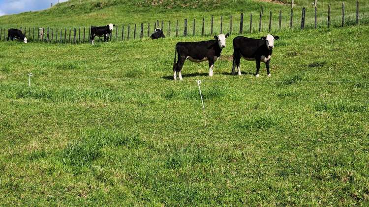 133 Kaimata Road Kaimata_2