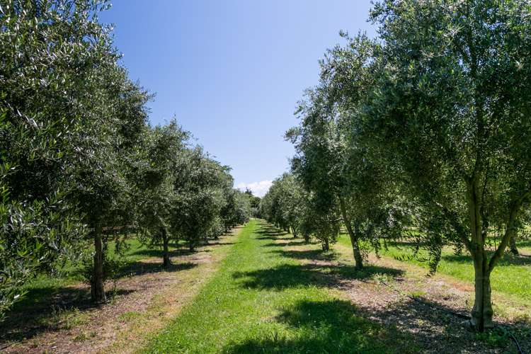 92 Ellis Wallace Road Eskdale_22