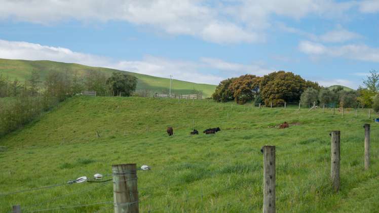 950a White Rock Road Ruakokoputuna_24