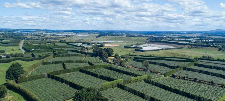 331 Maniatutu Road Pongakawa_23