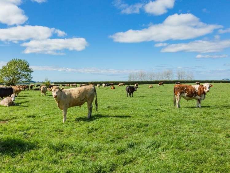 403 Te Ahu Ahu Road Waimate North_45