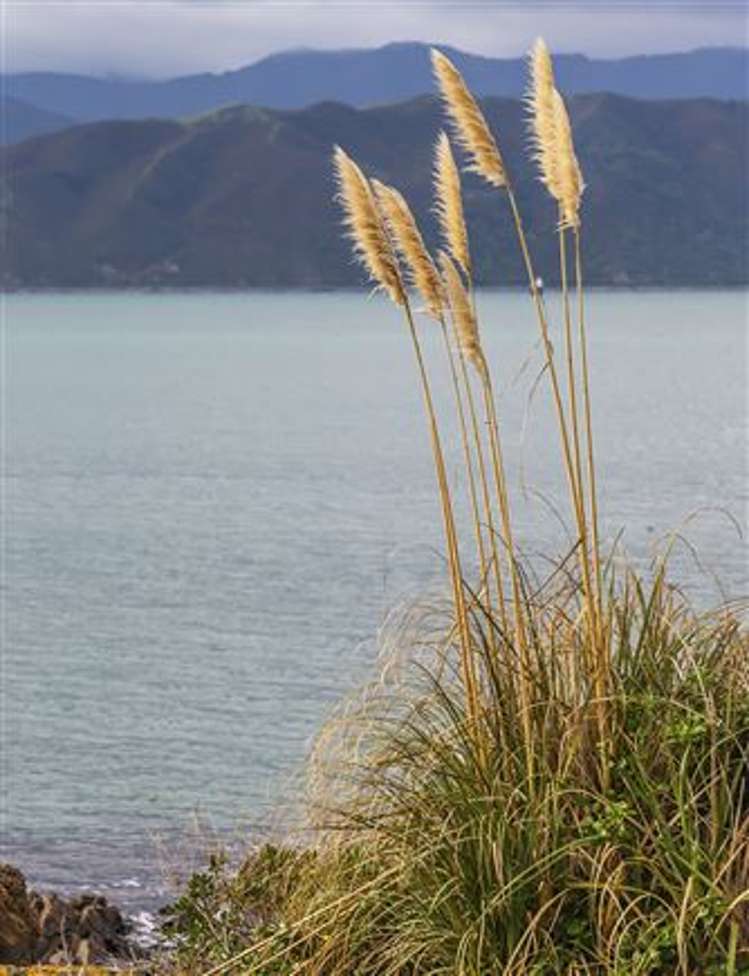 303 Karaka Bay Road Karaka Bays_34