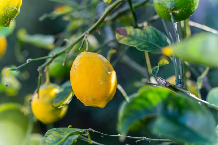 20 Marram Place Mangawhai Heads_31