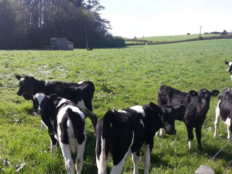 346 Rugby Road Tariki_6