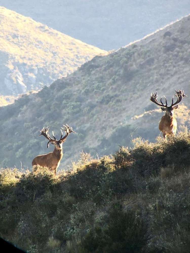 540 Spey Forest Road Kaikoura_7