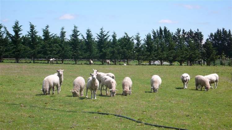 67 Swannanoa Road Fernside_6