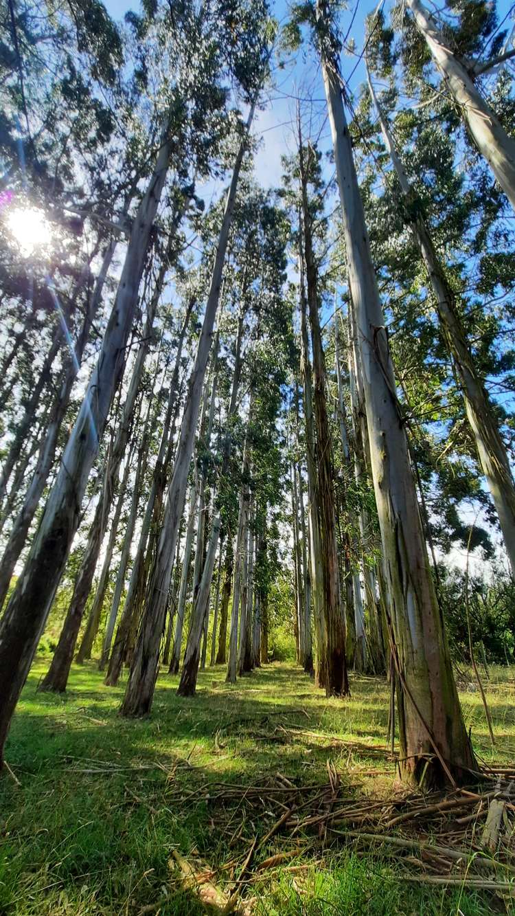 746 Clutha River Road Rongahere_40