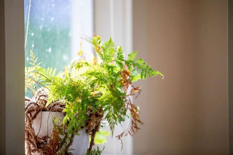 147 Renown Road Waikokowai_38