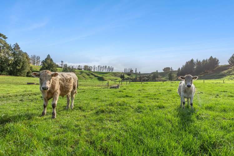 168c Henry Watson Road Matamata_15