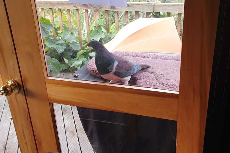 62 Shakespeare Road Bastia Hill_29