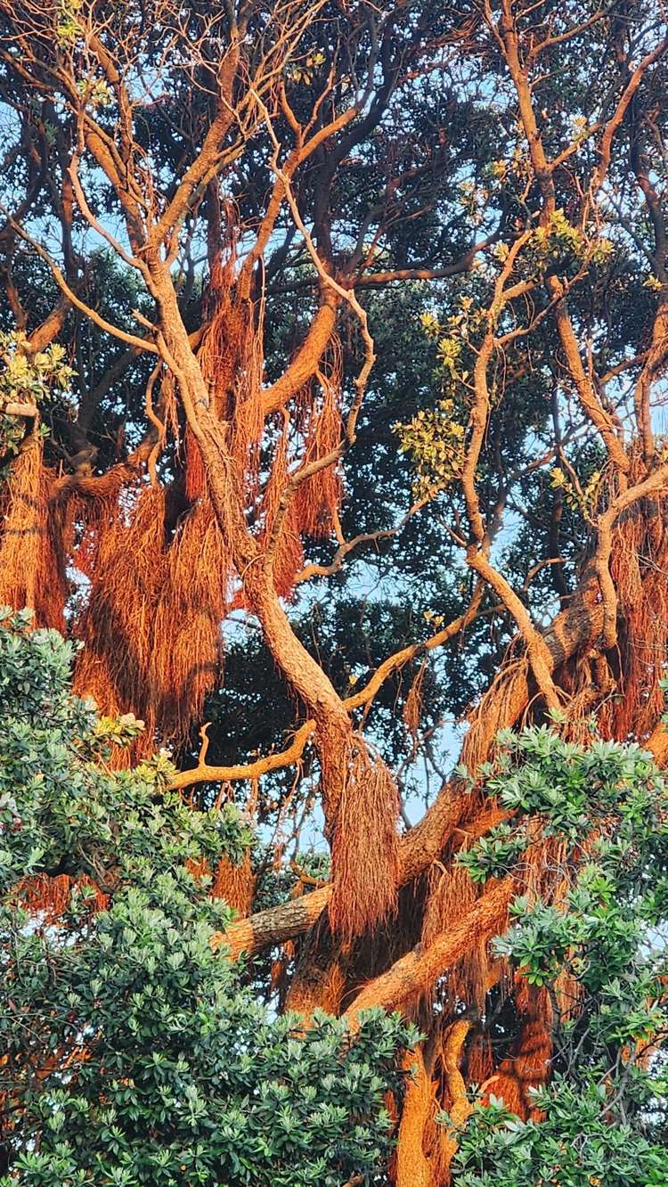 108/277 Maunganui Road Mount Maunganui_18