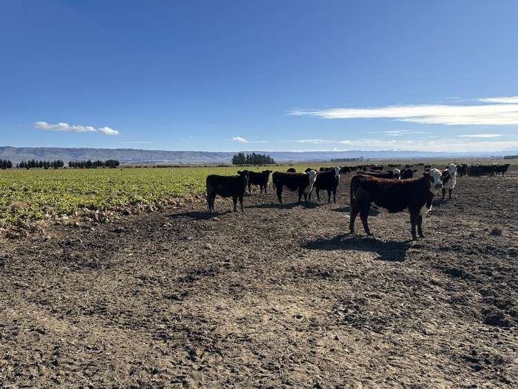 1586 Maniototo Road Patearoa_17