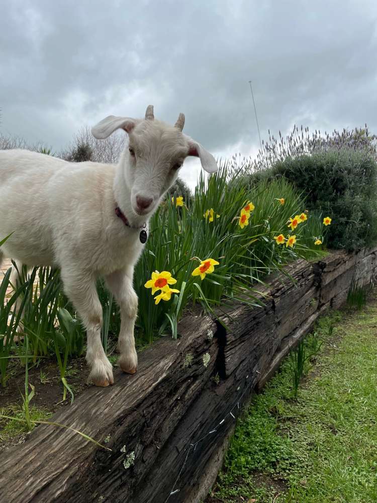 443 Lees Gully Road Pollok_34