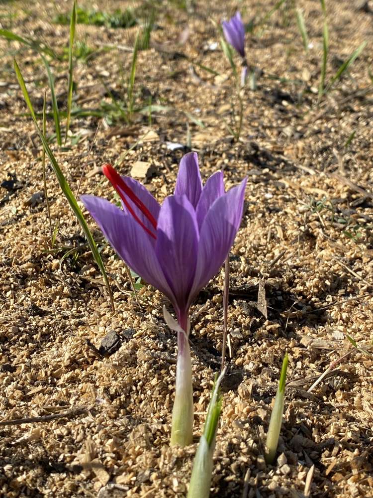 11 Mount Heslington Road Brightwater_8