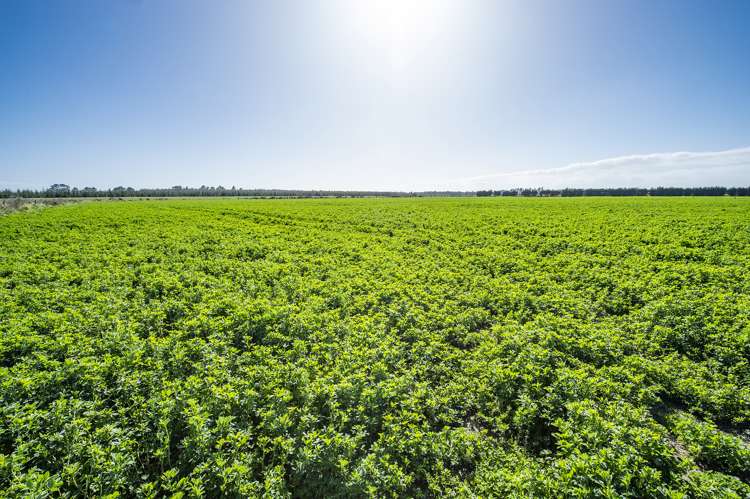 Thompsons Road West Melton_5