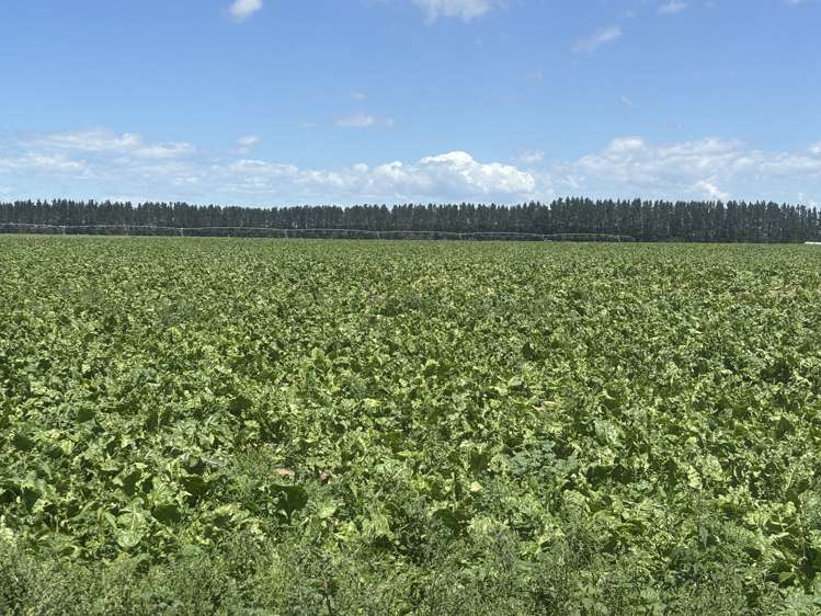 Burnham Road Temuka_21