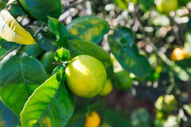 228 Tremaine Avenue Highbury_17