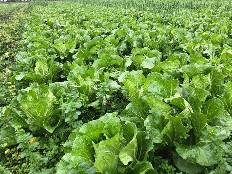 44 School Road Yaldhurst_1