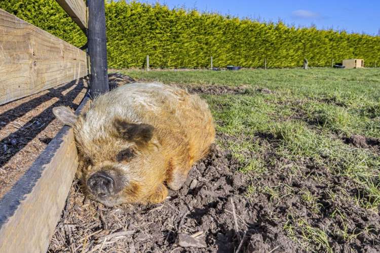 149 Mairaki Road Fernside_27