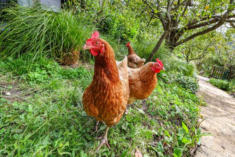 106 Evans Street Opoho_20